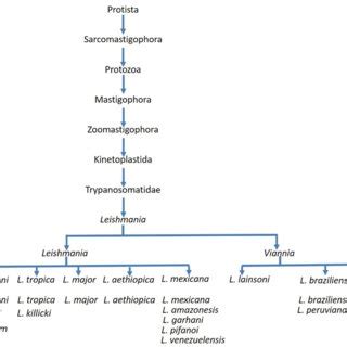 Life cycle of Leishmania species. The life cycle of Leishmania sp.... | Download Scientific Diagram