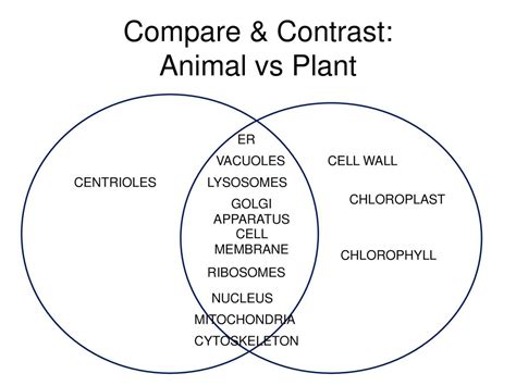 Cell Structure And Function Ppt Download