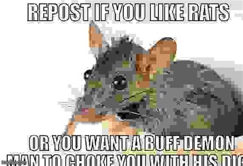 Rats Blank Template - Imgflip