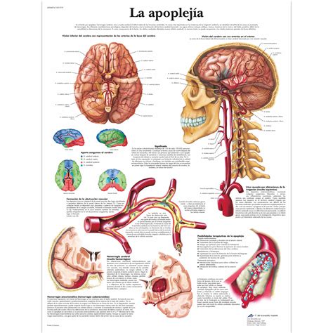 La Apoplej A Anatomical D