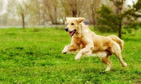 Golden Retriever Breed: Characteristics, Care & Photos | BeChewy