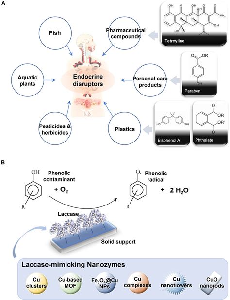 Frontiers Degradation And Detection Of Endocrine Disruptors By