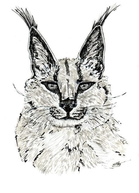 Regard De Lynx Dessin Les Oeuvres Tableau