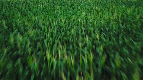 Aerial view of a green corn field 22808157 Stock Video at Vecteezy