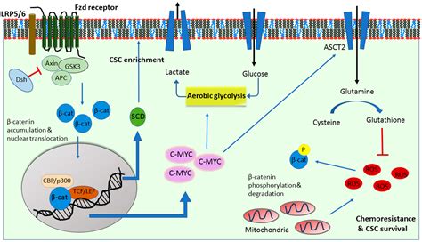 Cancer Signaling Pathways