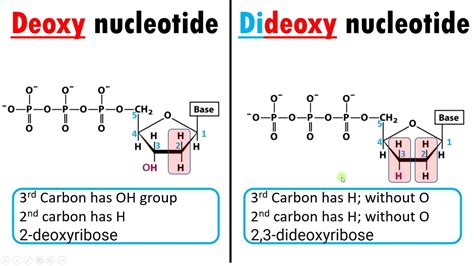 Difference between Deoxy nucleotide and Dideoxy nucleotide. How ...