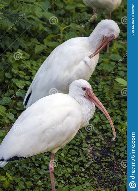 A Pair Of American White Ibis Standing In Wetlands Stock Image Image