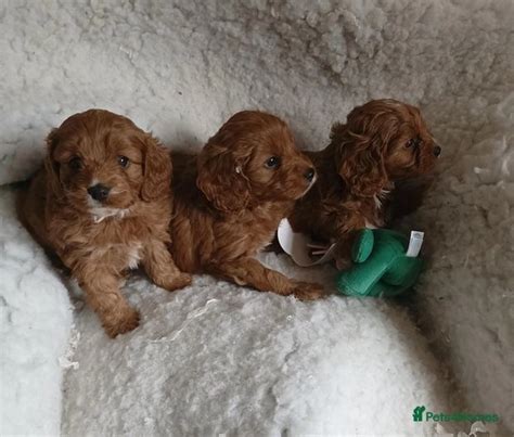 Ruby Red Cavapoo Puppies For Sale In Ayr Pets4homes