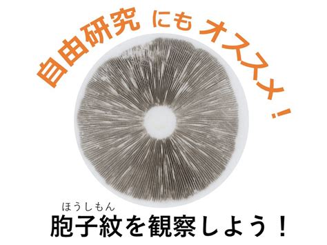 自由研究にもオススメ！きのこの胞子紋（ほうしもん）を観察しよう！ きのこらぼ