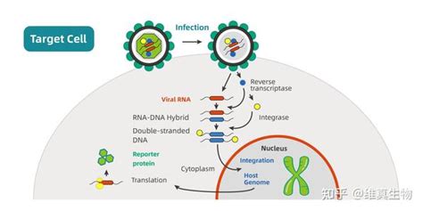 『病毒包装』慢病毒包装原理和步骤 知乎