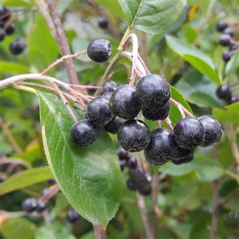 Aronia Prunifolia Viking Find Haveplanter