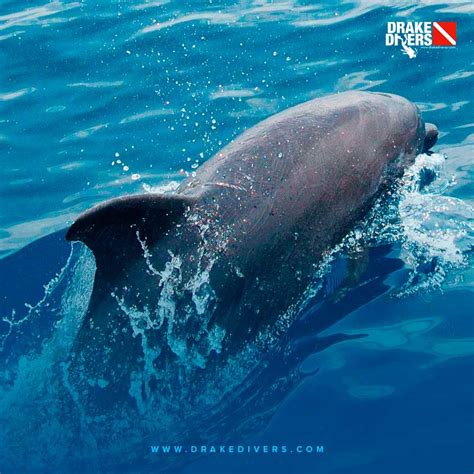 Tour Avistamiento Delfines Y Ballenas En Isla Del Ca O