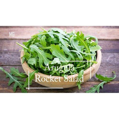 Easy Rocket Salad Seeds 500 Seed Pot Friendly Tanam Pasu Benih