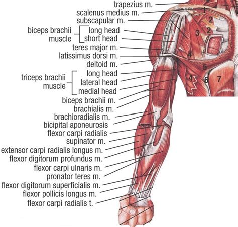 Muscles Of Upper Extremity Anterior Deep View