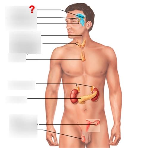 Figure 27 1 Human Endocrine Glands Flashcards Quizlet