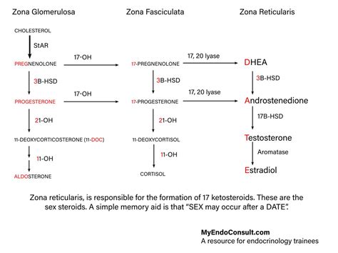 Congenital Adrenal Hyperplasia Basics Explained With 59 Off