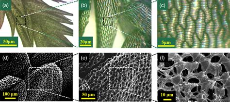 a–c) Optical microscope photos of sphagnum palustre leaves; d–f) SEM... | Download Scientific ...