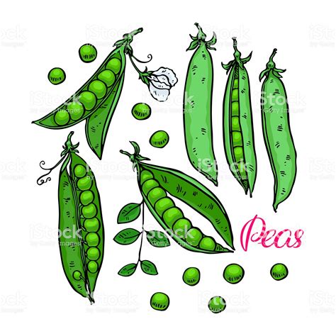 Cute Set Of Ripe Fresh Peas Hand Drawn Illustration Illustration