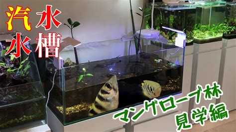 【熱帯魚水槽アクアリウム】汽水水槽の参考になるかとマングローブ林を散策したらヤバい生物に遭遇トビハゼ、テッポウウオ、ハオコゼ、など8種類の