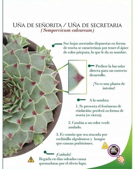 Propagate Succulents From Leaves Planting Succulents Sempervivum