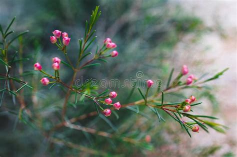 Native Australian Geraldton Wax Plant Outdoor In Beautiful Tropical