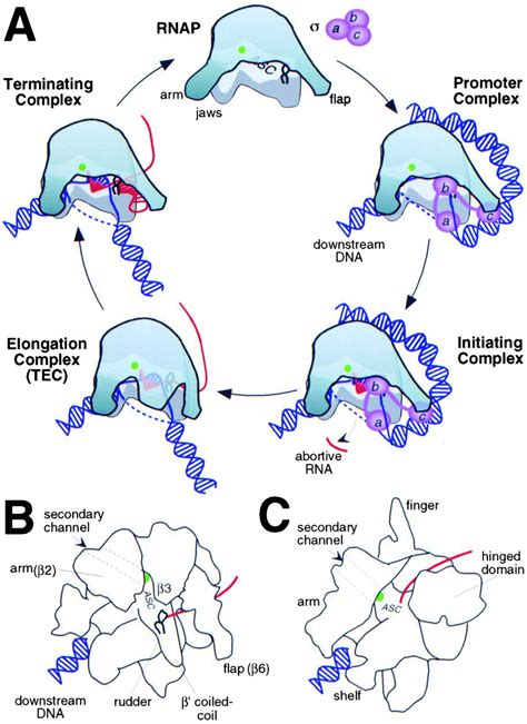 Rna Polymerase Unveiled Cell