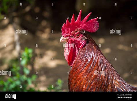 Dorking Rooster Dorkings Are An Old English Chicken Breed Stock Photo