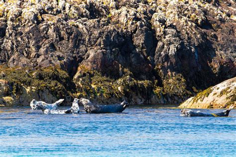 Wildlife on Islay, Scotland | Peatzeria