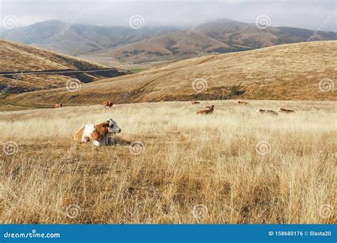 Landscape With Cows In Ardennes Region Of Belgian Part Wallonia In Summer Royalty-Free Stock ...