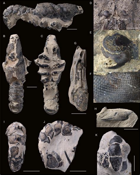 The Decapod Crustacean Fauna From The Late Jurassic Of Cricqueboeuf