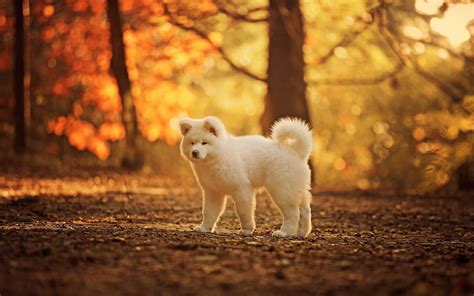 Autumn Dog Wallpapers - Wallpaper Cave