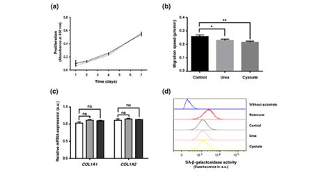 Effect Of Intracellular Protein Carbamylation On Cell Function And