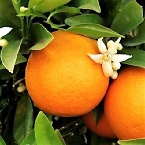 Dwarf Washington Navel Orange | Star Nursery Garden and Rock Centers