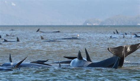 Un Tercio De Ballenas Varadas En Australia Han Muerto Seg N