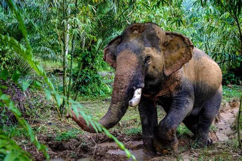 Thai elephant - your guide to the best Khao Sok elephant sanctuary