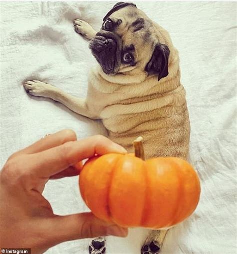 People Are Turning Their Bums Into Pumpkins For The Perfect Autumnal Instagram Shot Daily Mail