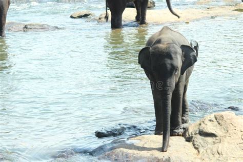 Elephants Bathing in Pinnawala Sri Lanka Stock Photo - Image of viewing ...