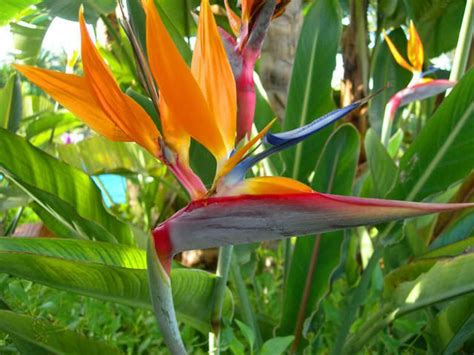 Strelitzia Reginae Orange Bird Of Paradise Seeds Etsy