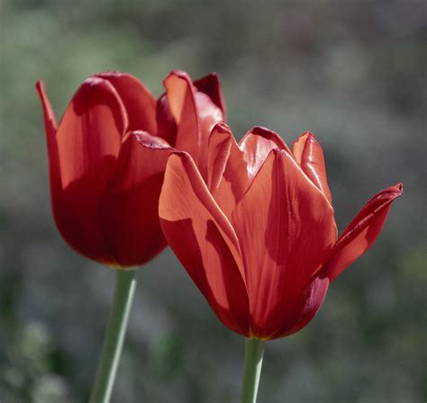 Tulips Red Flowers Free Photo On Pixabay Pixabay