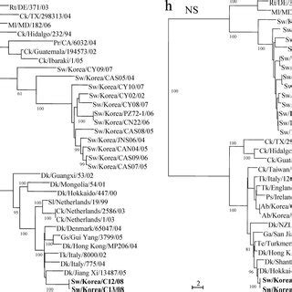 A And B Phylogenetic Tree Based On The Nucleotide Sequences Of The H5