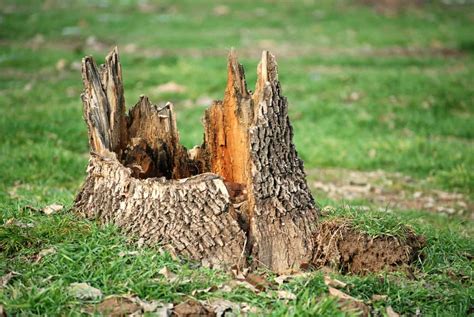 6 Tree Stump Removal Options To Get Rid Of Stumps Painlessly