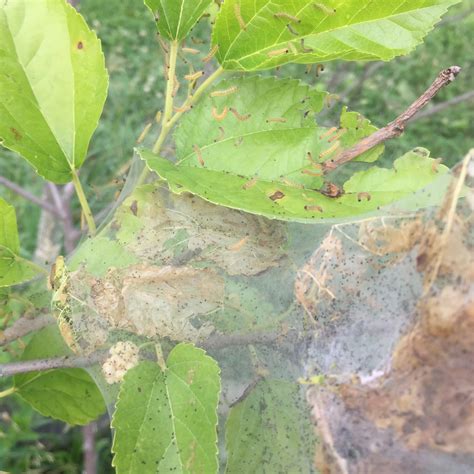 Will silkworms kill a young mulberry tree? (animal fibers forum at permies)