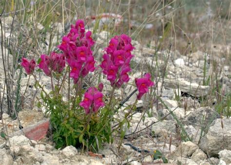 Antirrhinum majus (Common Snapdragon, Garden Snapdragon, Snapdragon) | North Carolina Extension ...