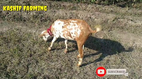 Pure Tadi Barbari Goat By Kashif Farming Youtube