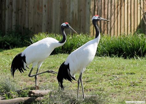 Identify Red Crowned Crane Wildfowl Photography