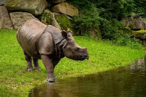 Badak Bercula Satu Di Taman Nasional Ujung Kulon Bertambah Tinggal 81