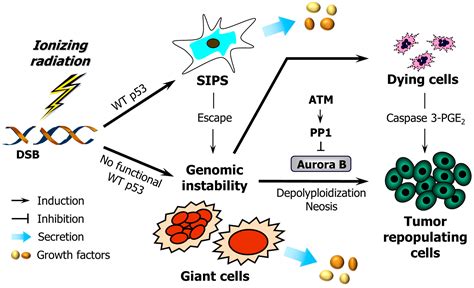 Ijms Free Full Text The Growing Complexity Of Cancer Cell Response