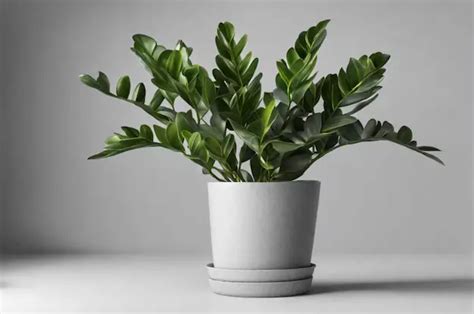 Zamioculcas E Feng Shui Como Usar A Planta Para Equilibrar A Energia