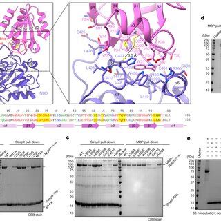 Architecture Of The Autoinhibited NLRP1TRX Complex A The First