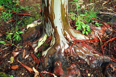 Sistem Akar Pohon Kayu Putih Pelangi Di Kauai Foto Stok Unduh Gambar